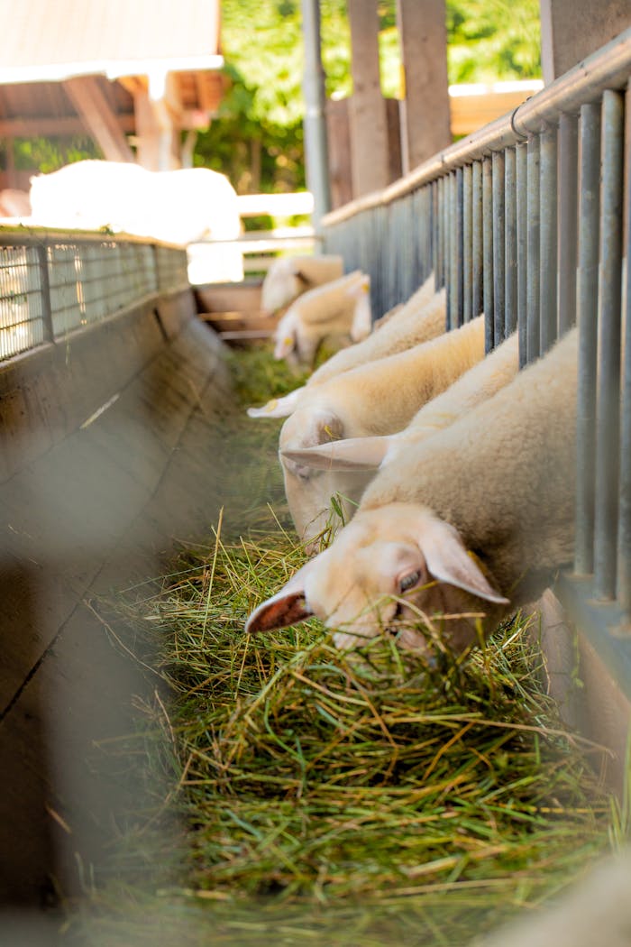 Sheep eating hay in a rural barn enclosure, showcasing livestock farming and agriculture.