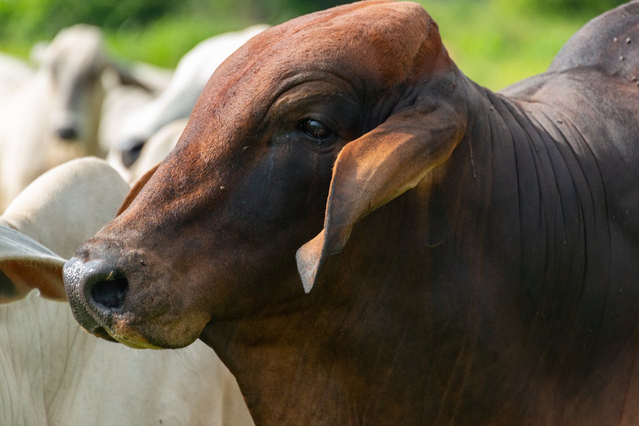 A detailed close-up photo of a Brahman bull in a lush green outdoor setting.