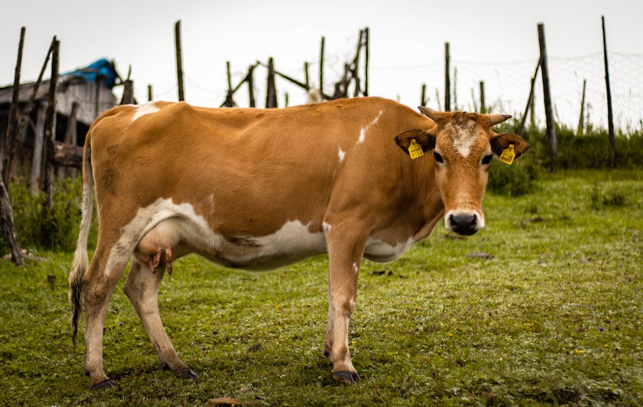A brown cow with yellow ear tags stands on a grassy pasture, looking towards the camera.