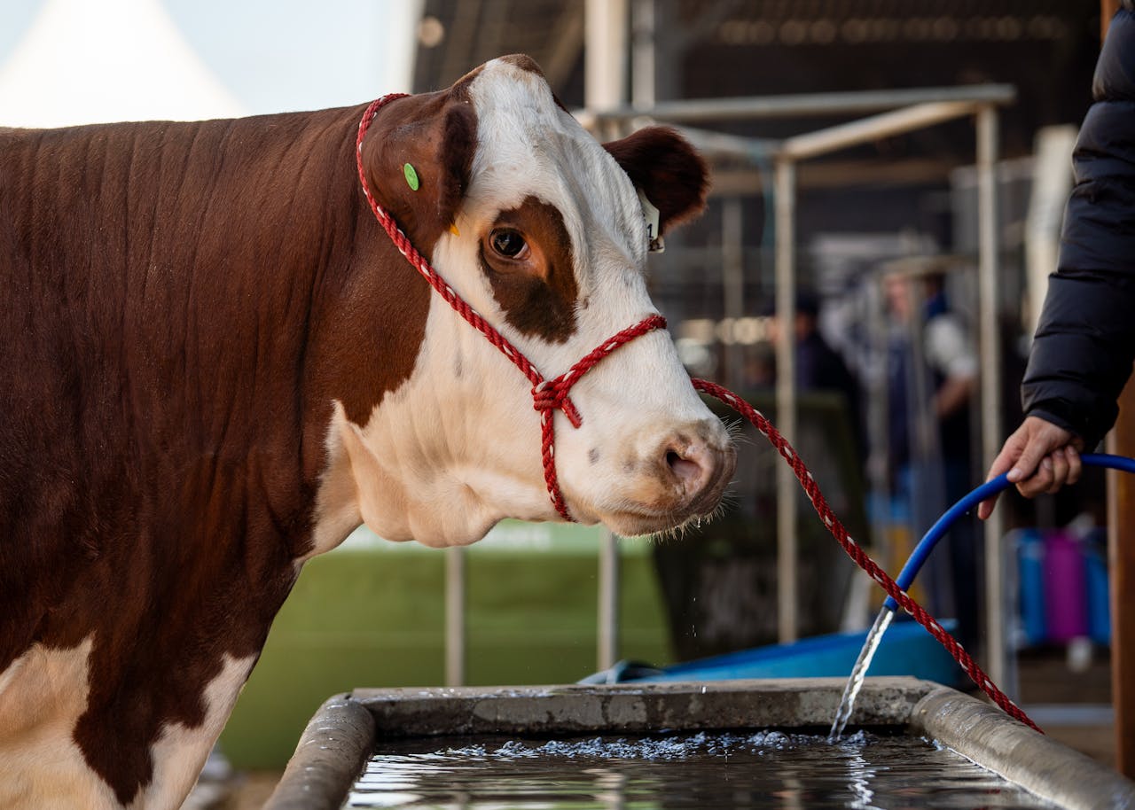 A brown and white cow with a red rope halter drinks water on a farm.