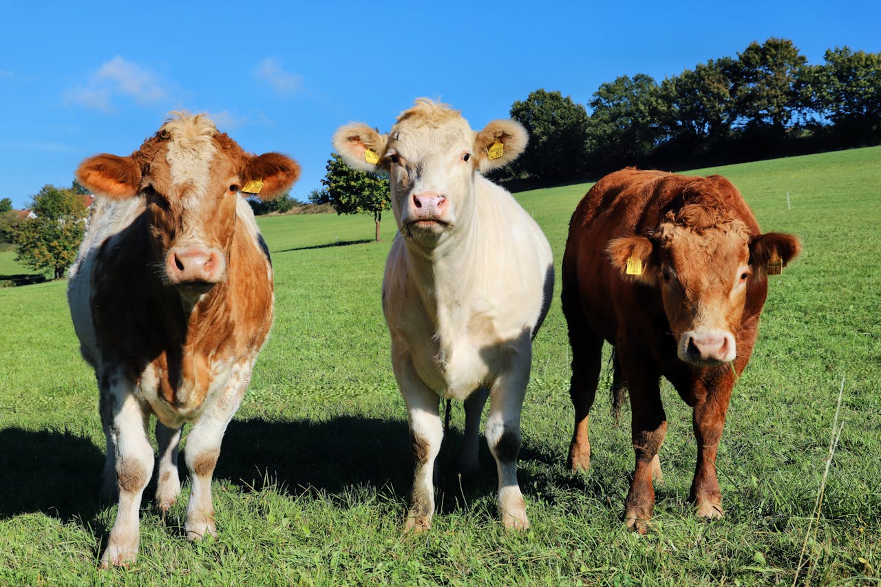A group of cows standing in a lush green meadow on a sunny day.