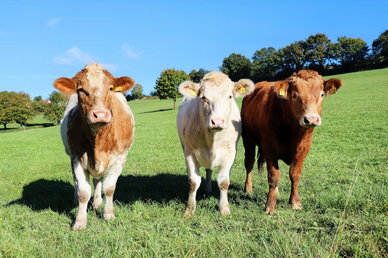 Three cows standing in a lush green meadow on a sunny day, showcasing farm life.