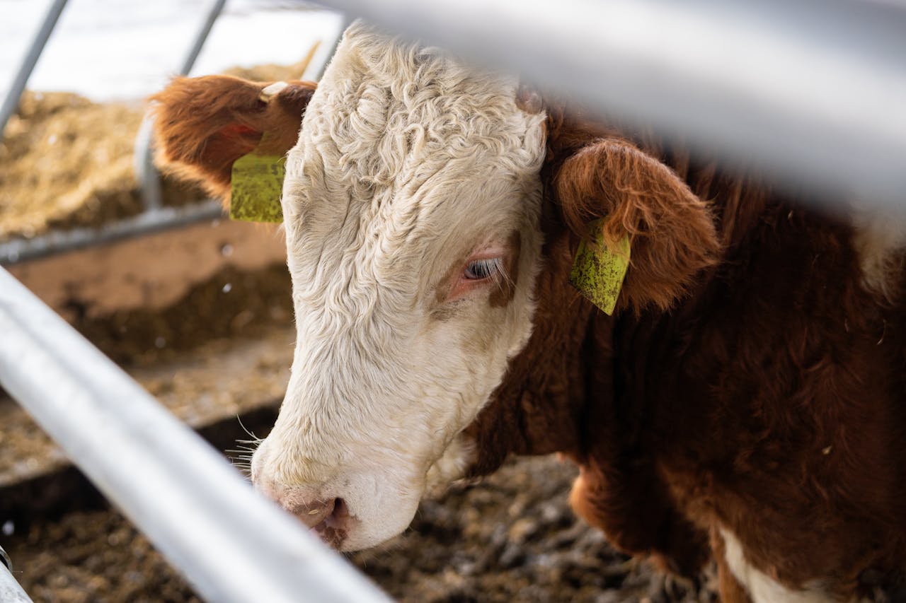 A brown and white cow with ear tags captured on a Slovakian farm, providing a close detailed view.