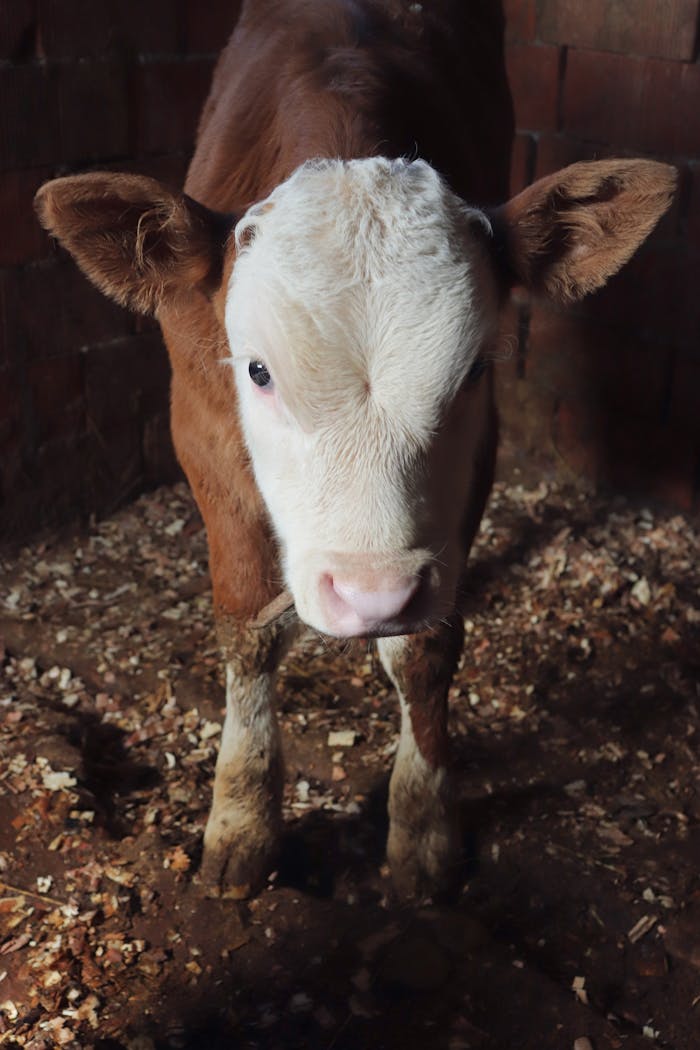 Close-up portrait of a young brown and white calf standing in a barn setting.
