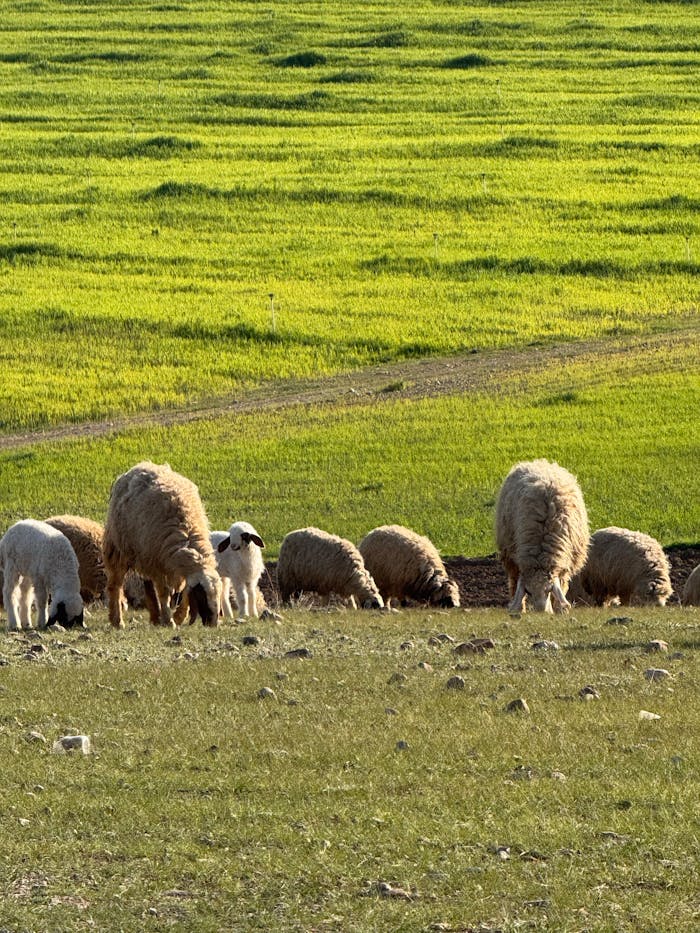 A flock of sheep grazing in a vibrant green meadow under clear daylight, creating a tranquil rural scene.